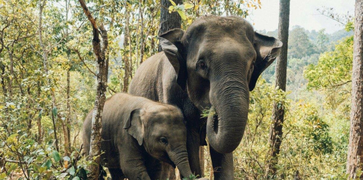 44 especies se extinguieron en 2025 según la Lista Roja de la UICN