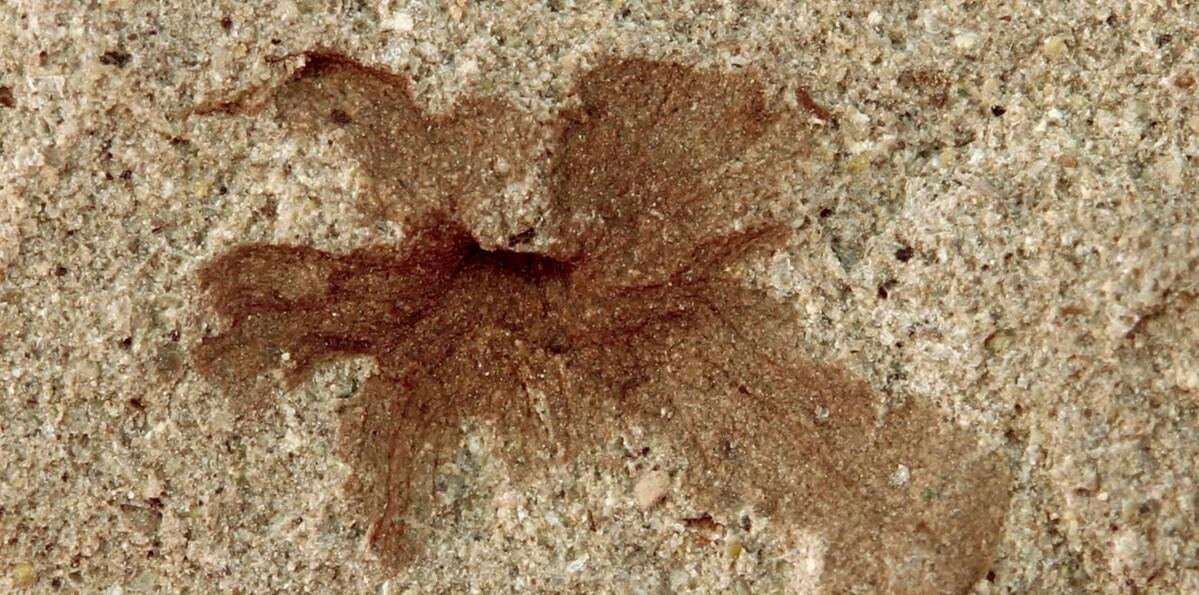 Una flor fósil de 101 millones de años conecta la Patagonia y España