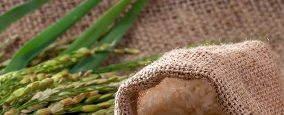 ANPA: República Dominicana no está preparada para enfrentar exigencias de EEUU en producción de arroz