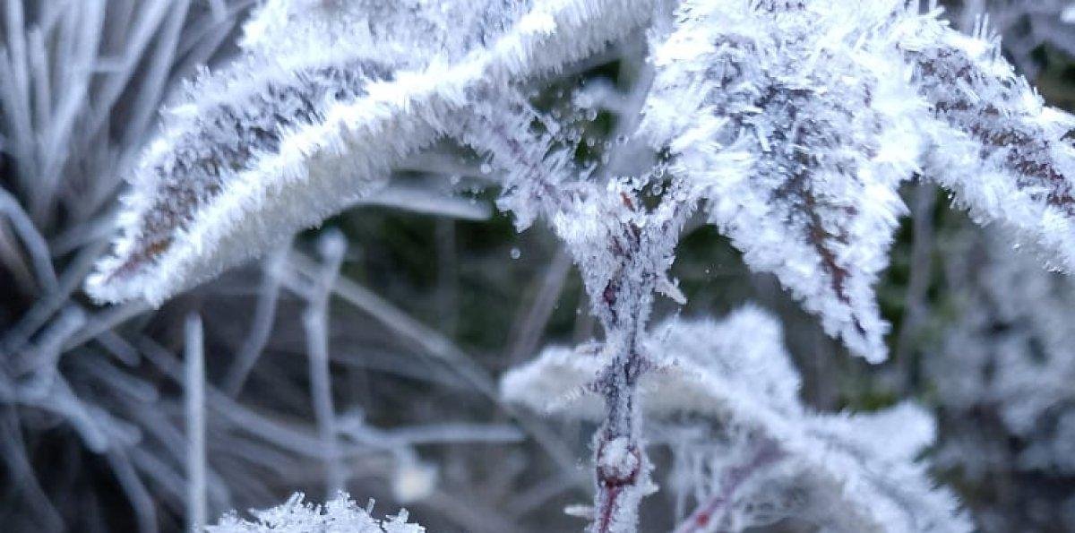 La “neverita” volvió a hacer de las suyas: Valle Nuevo amaneció casi bajo cero y cubierto de blanco