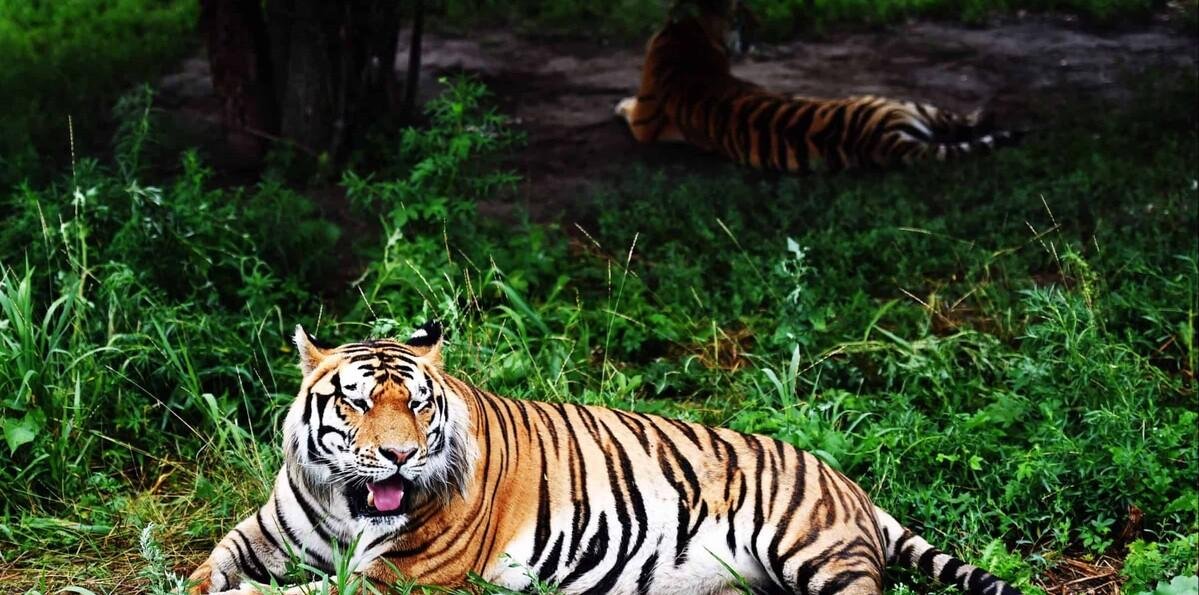 Virus mata a 72 tigres en un parque zoológico en Tailandia