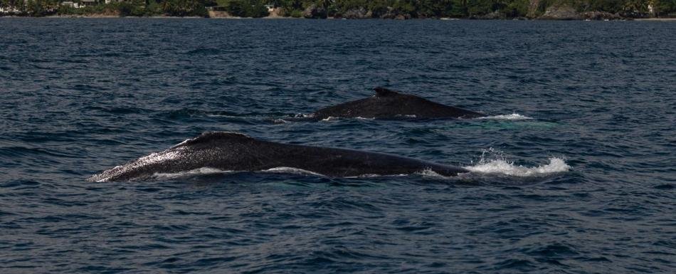 Curiosidades sobre las ballenas jorobadas, especie que se encuentra reproduciéndose en RD