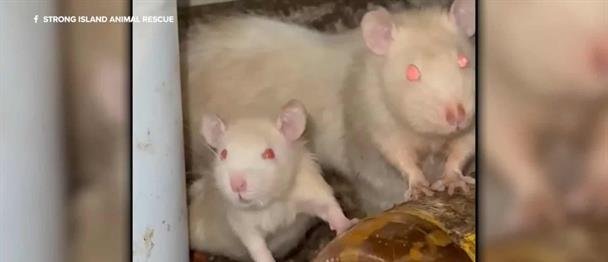 Un hombre de Nueva York vivía con más de 300 ratas