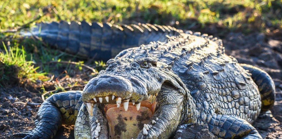 ¿Viste un cocodrilo? Esto es lo que debes hacer para mantenerte a salvo