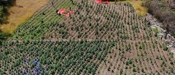 Autoridades desmantelan dos plantaciones marihuana Azua