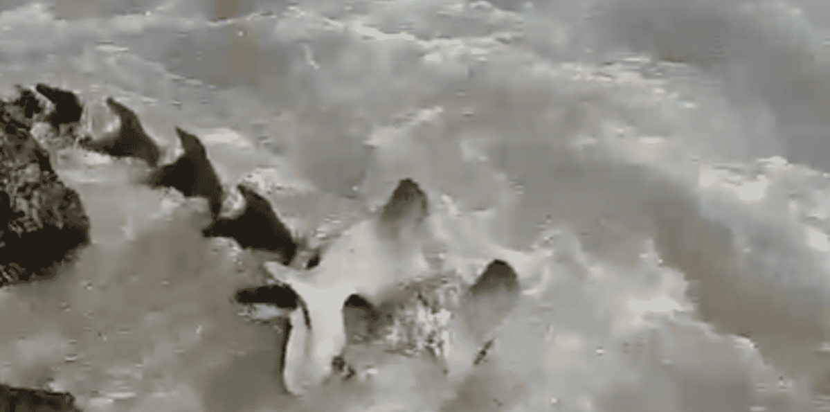 Hallan restos de una ballena en la bahía de Neyba