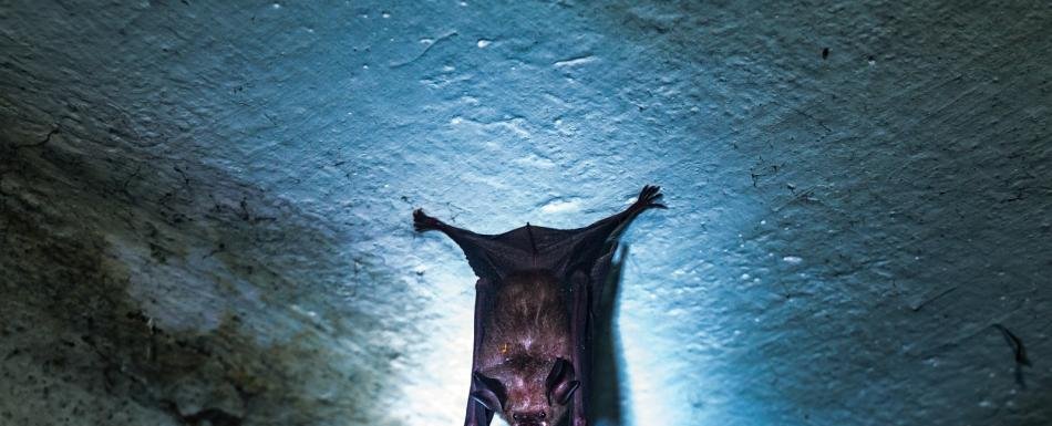 La India emite una alerta por un nuevo brote del virus Nipah con casi 200 confinados