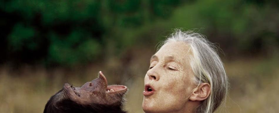 Los simios tienen imaginación y saben fingir