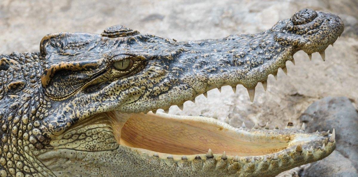Más letal que un león: ¿Qué comen los cocodrilos y qué tan peligrosos son?