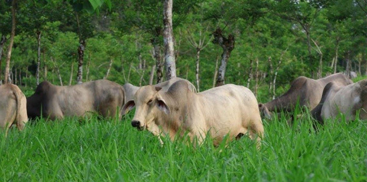 Consultor recomienda drones para siembra pastos ganado