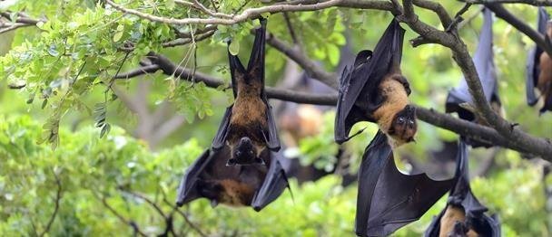Salud Pública activa alerta temprana ante virus emergentes como influenza y Nipah