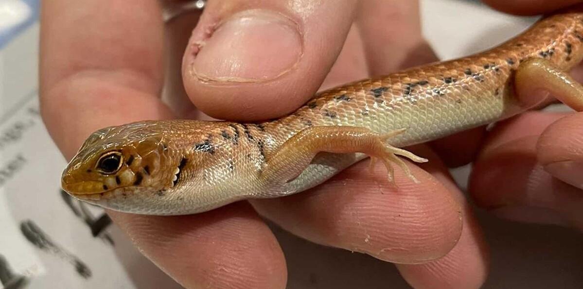 Condenado a ocho años australiano por traficar con reptiles ocultos en bolsas de palomitas