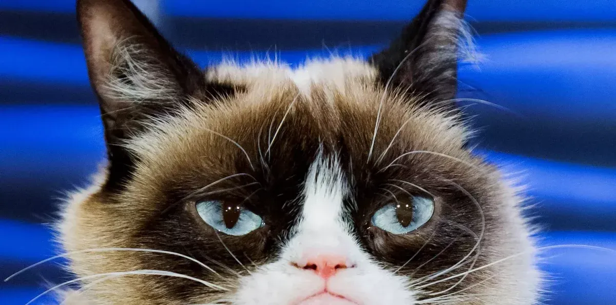 Día del Gato: Los gatos más famosos de la historia