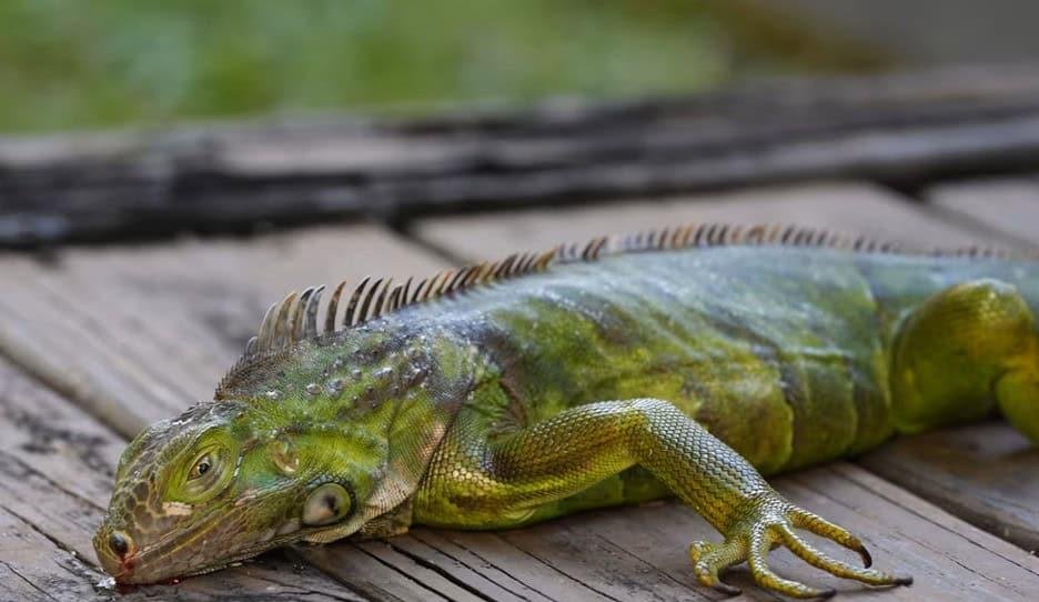 La nueva tormenta invernal en EE. UU. perturba el transporte y hace caer iguanas de los árboles