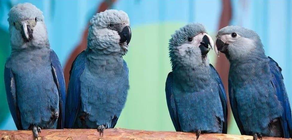 Logran la reproducción asistida de dos guacamayos azules en Perú