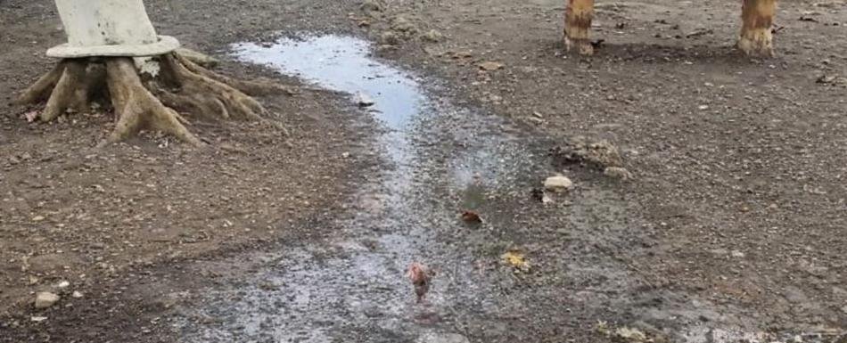 Heces fecales invaden patio y baños de la escuela de SFM; comunidad escolar exige solución inmediata