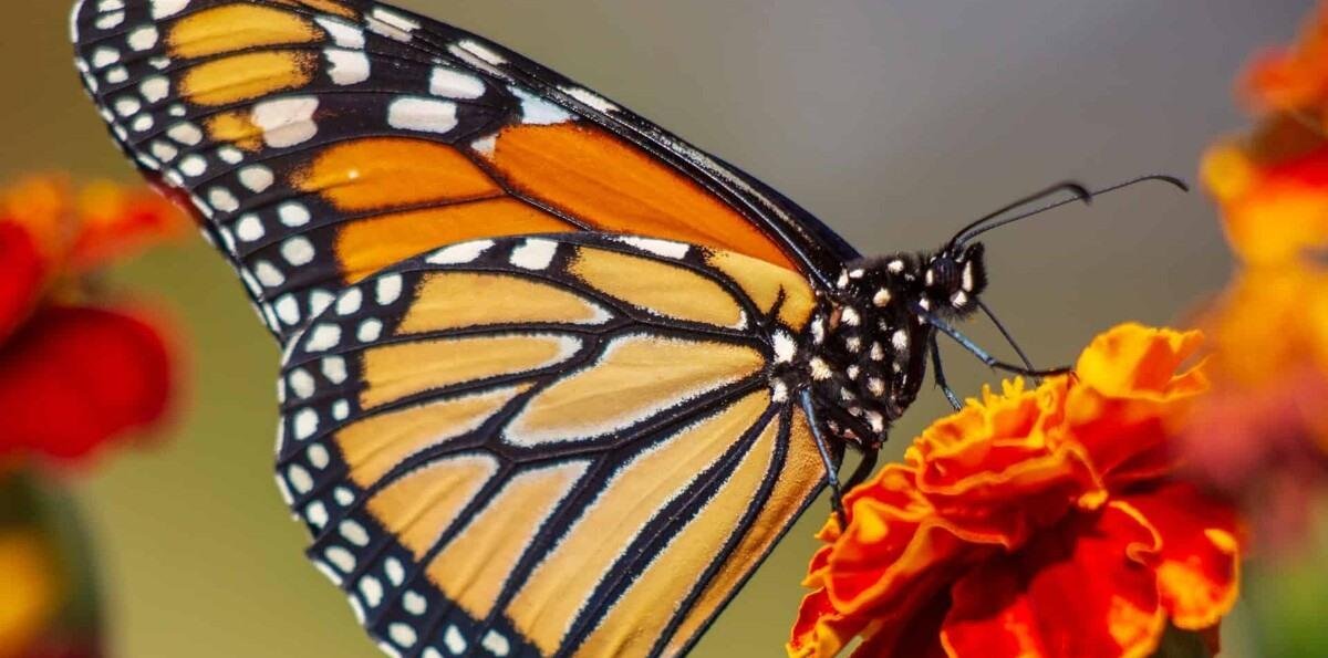 El cambio climático amenaza el hábitat y la migración de las mariposas monarca
