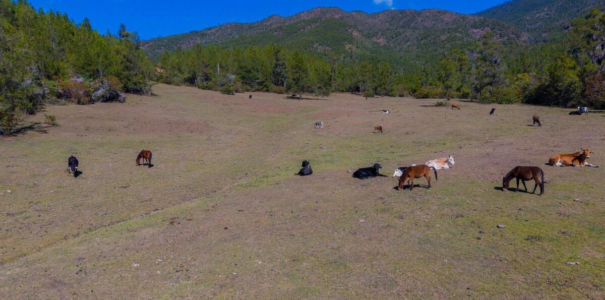 El "déjà vu" del valle del Tetero: persiste la ganadería en un parque nacional