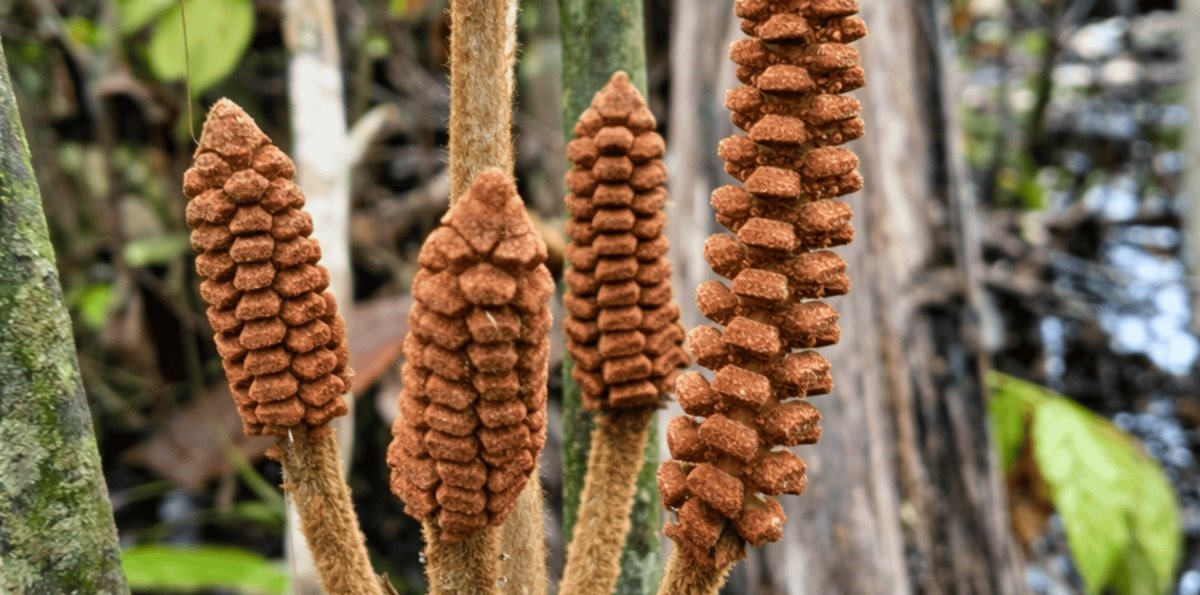 Descubren en la Amazonía de Perú una especie de planta de la época de los dinosaurios