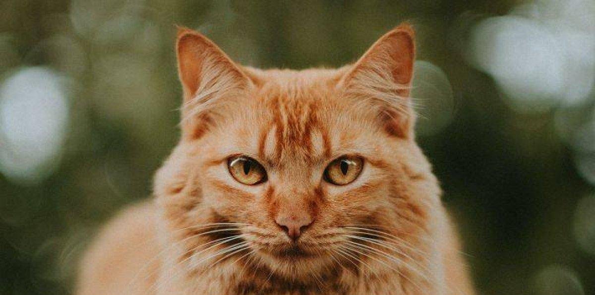 Descubren cambios genéticos en gatos que pueden ayudar en la lucha contra el cáncer