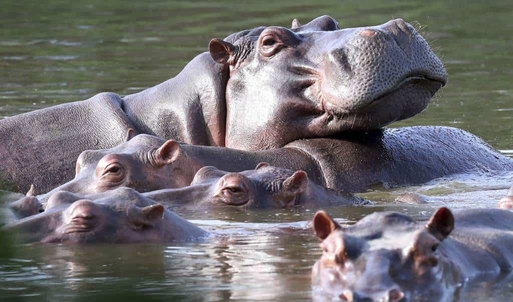 Matan a dos hipopótamos en Zimbabue tras invadir la finca de un exministro