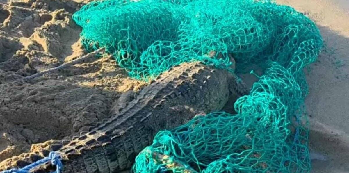 Capturan en Cabarete a cocodrilo que escapó de una hacienda en Sabaneta de Yásica