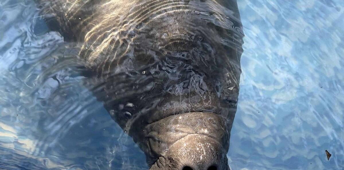 Primer rescate de bebé manatí en Costa Rica: un esfuerzo único por su vida