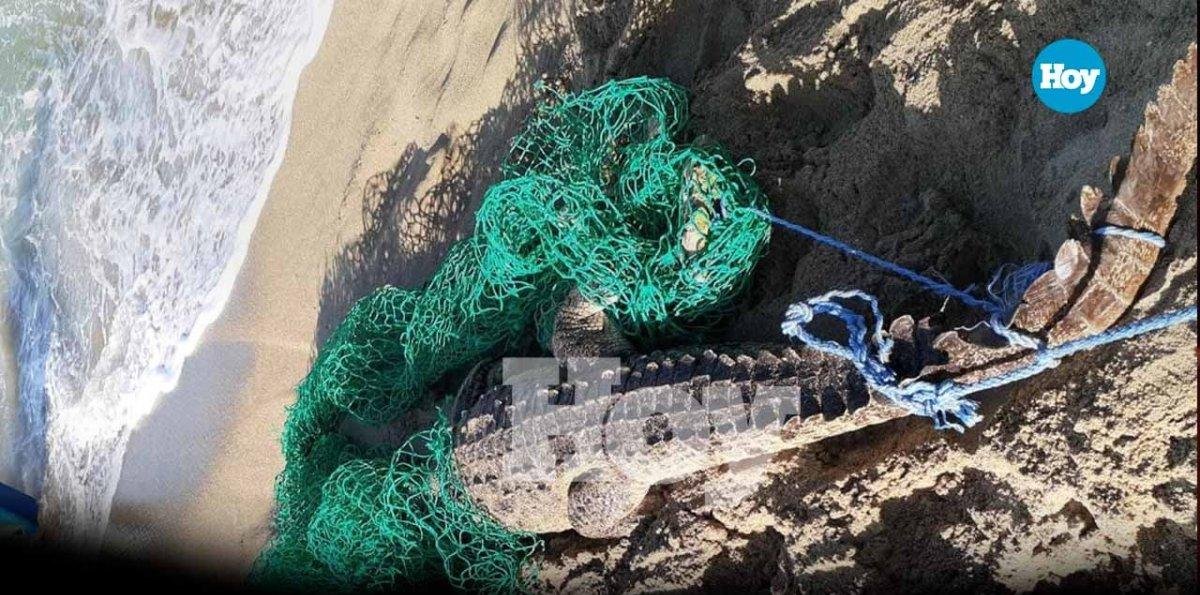 Capturan al cocodrilo que se había escapado en Sabaneta de Yásica, Puerto Plata