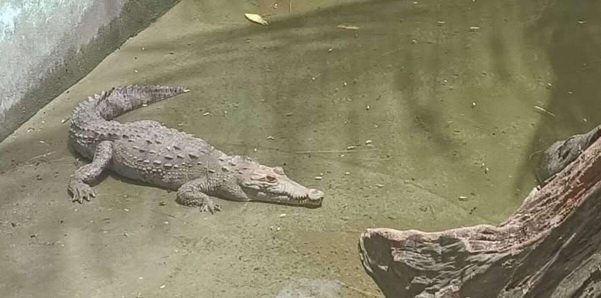 Medio Ambiente retornará cocodrilo capturado en Puerto Plata a parque temático