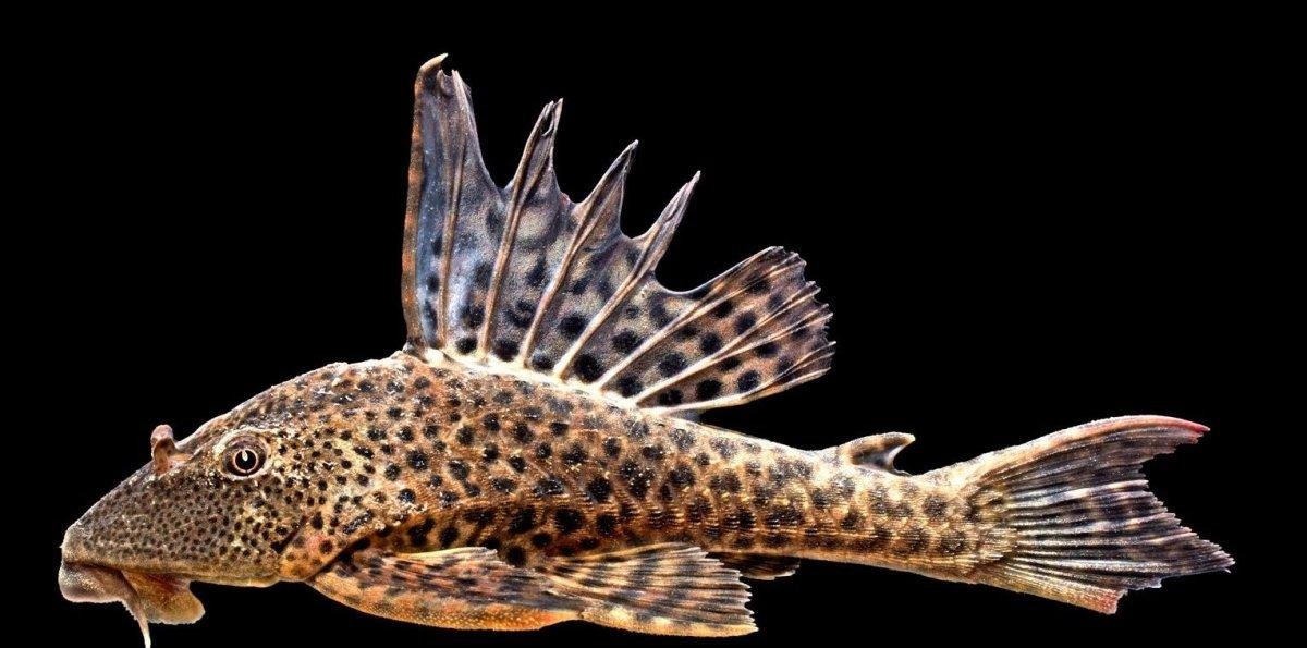 De plaga a alimento: Qué es el pleco y cuáles son los beneficios de consumirlo