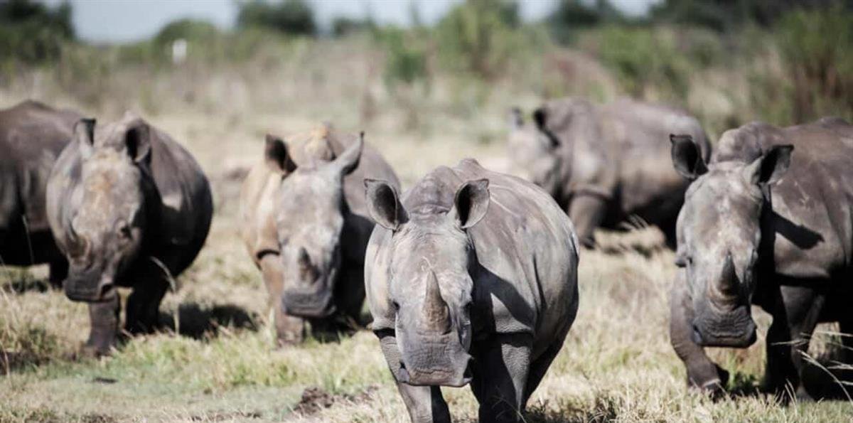 La caza furtiva de rinocerontes se duplica en el parque Kruger de Sudáfrica