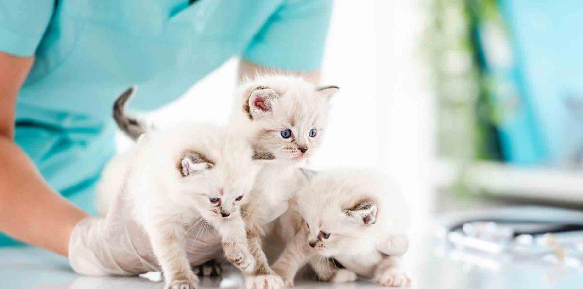 El auge felino: por qué cada vez más personas prefieren gatos