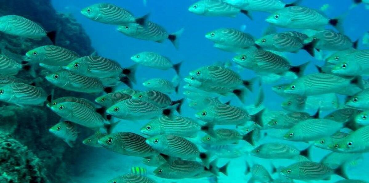 El calentamiento oceánico provoca un descenso de la cantidad de peces del 20 % anual