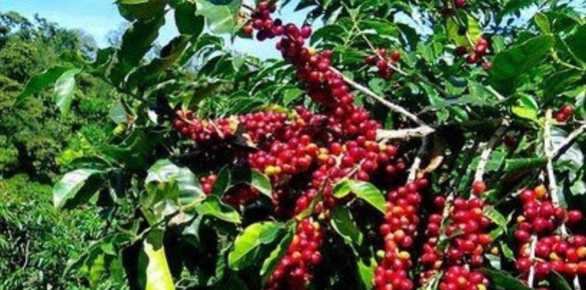 Según Indocafé, pronto vuelve autosuficiencia producir café