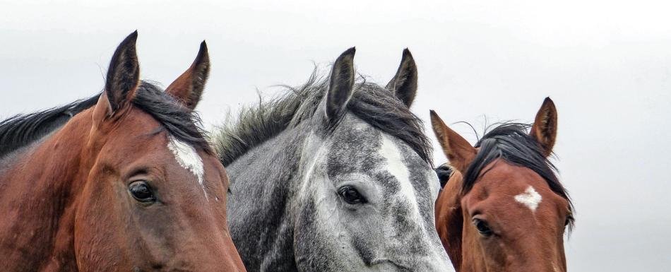 Descubren el secreto del relincho de los caballos