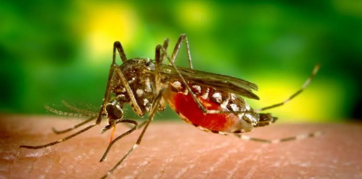 Paludismo: la enfermedad que aún afecta millones en el mundo