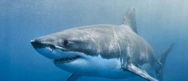 Australia registra el cuarto ataque de tiburón en dos días