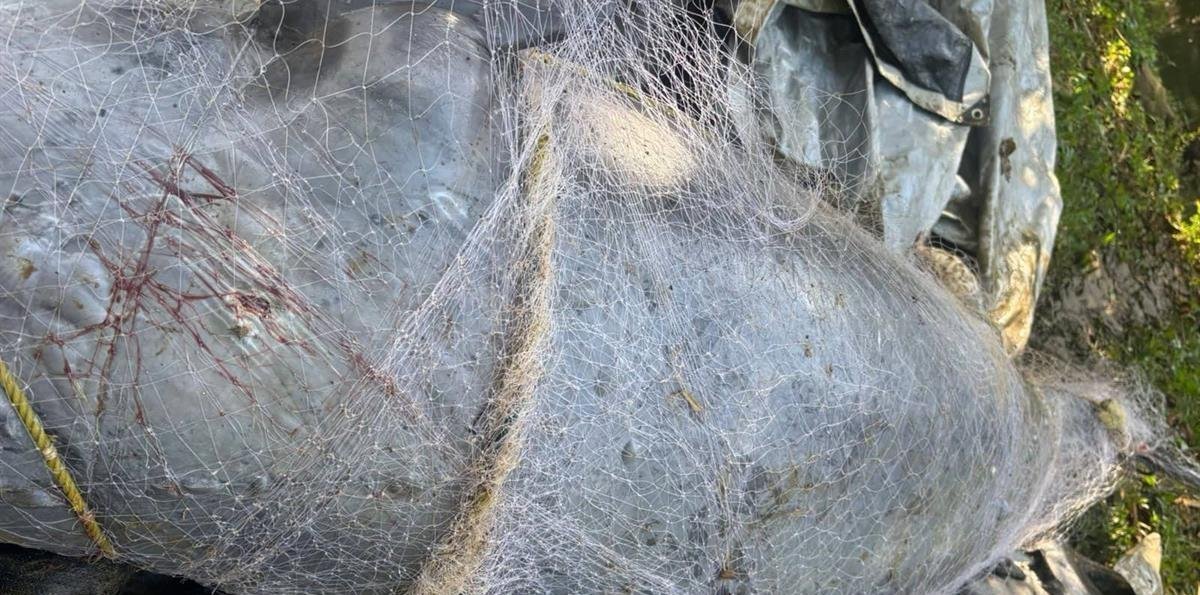 Hallan delfín muerto en red de pesca en Los Haitises en medio de refuerzo para controles pesqueros