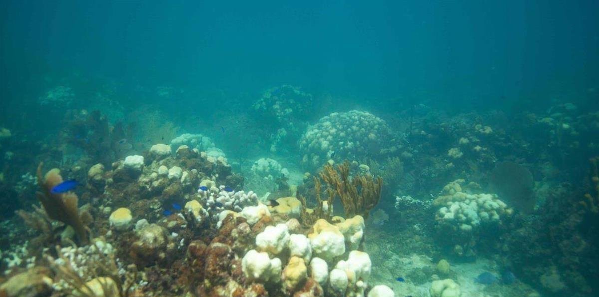 La "caja negra" de peces fosilizados en RD y Panamá evidencia el declive en los arrecifes de coral