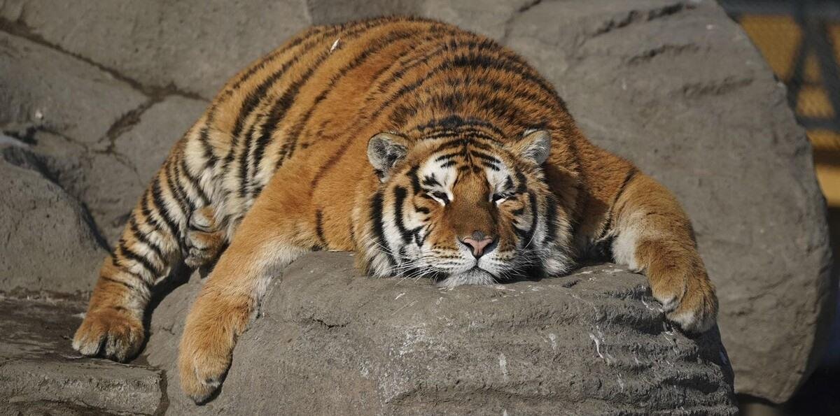 Los tigres siberianos de una reserva china, a dieta tras las vacaciones de Año Nuevo