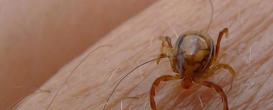 Encefalitis por picaduras de garrapatas y mosquitos se incrementa en España, alertan Neurólogos