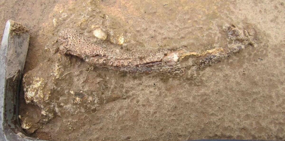 Una peculiar mandíbula fósil permite descubrir un tetrápodo de hace 275 millones de años