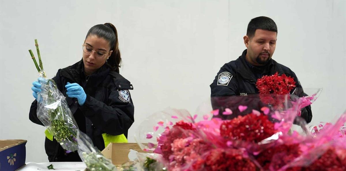 La importación de flores en Miami sube 6 % para San Valentín tras "sobrevivir" a aranceles