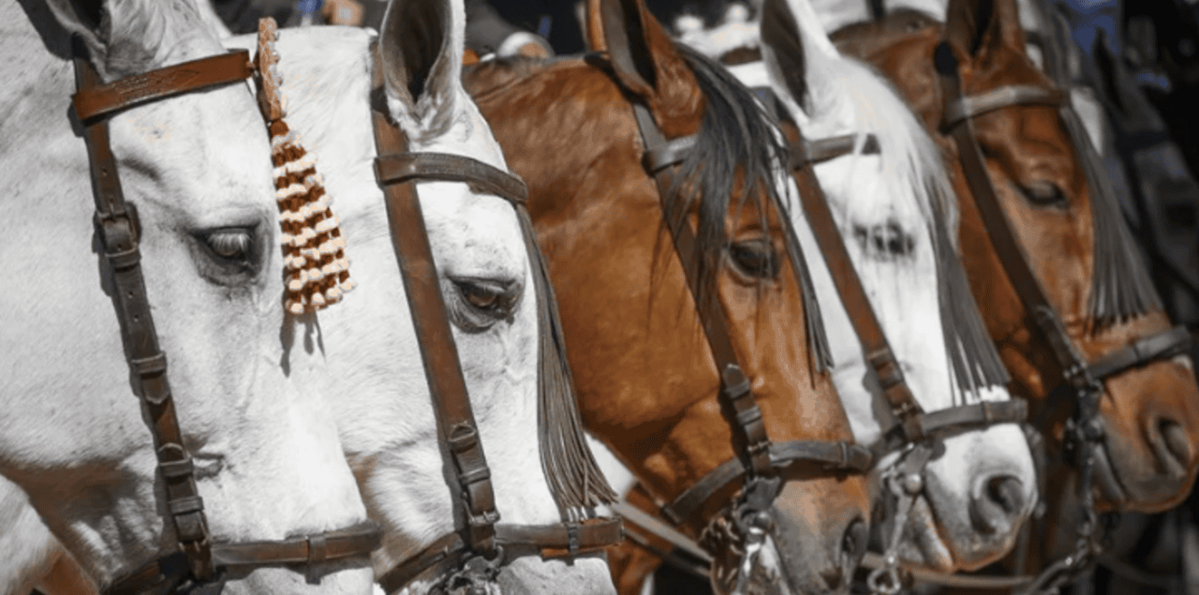 Descubren el secreto del relincho de los caballos: silban a la vez que "cantan"