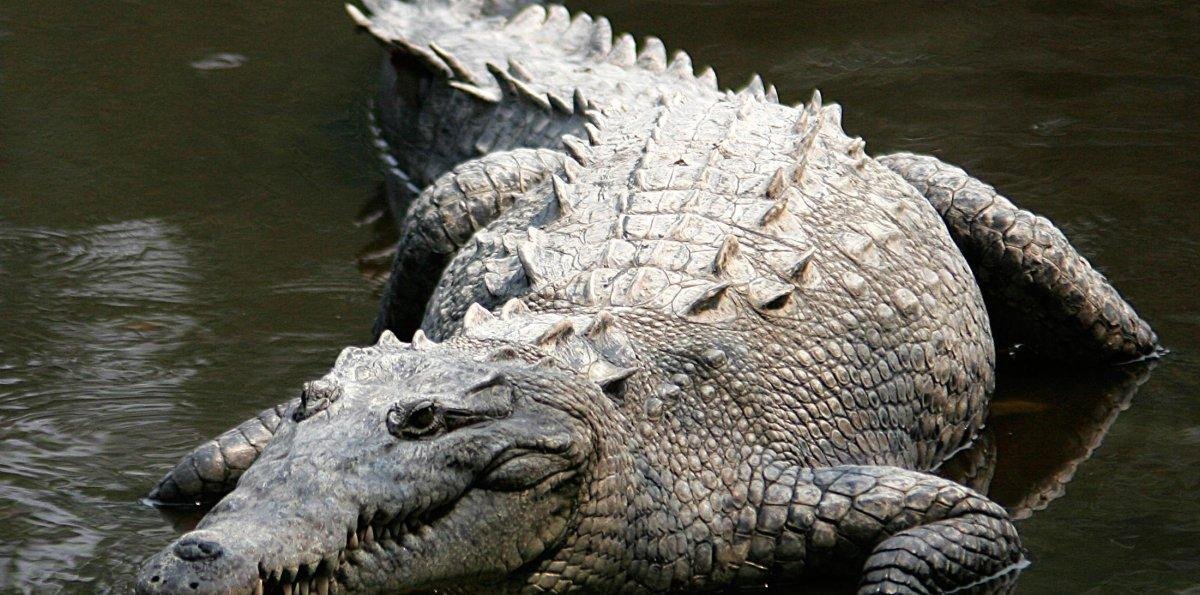 Este será el futuro del cocodrilo americano que se escapó en Puerto Plata