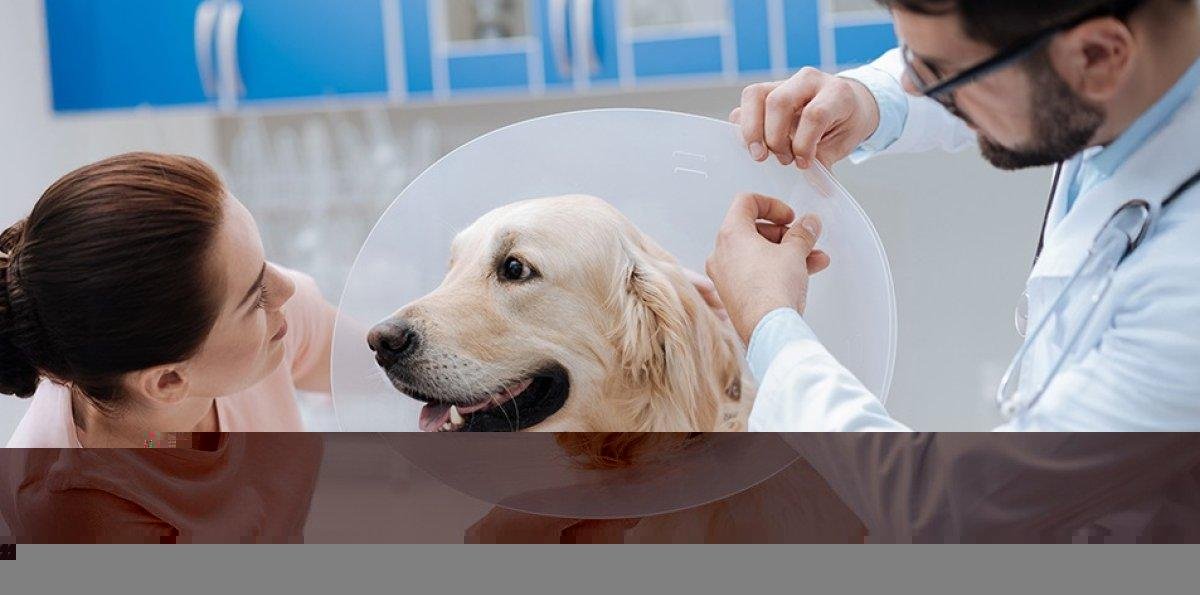 Guía completa sobre la esterilización animal: Qué es y sus beneficios