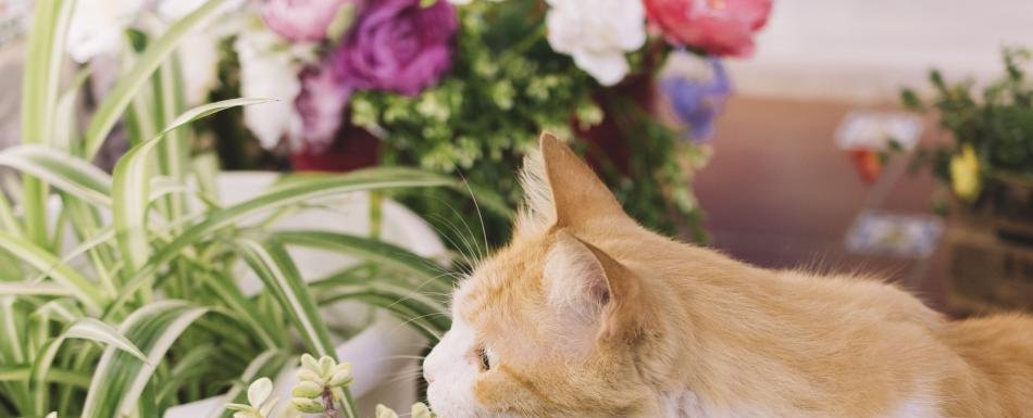 ¿Tienen los gatos domésticos las claves para entender el cáncer de mama humano?