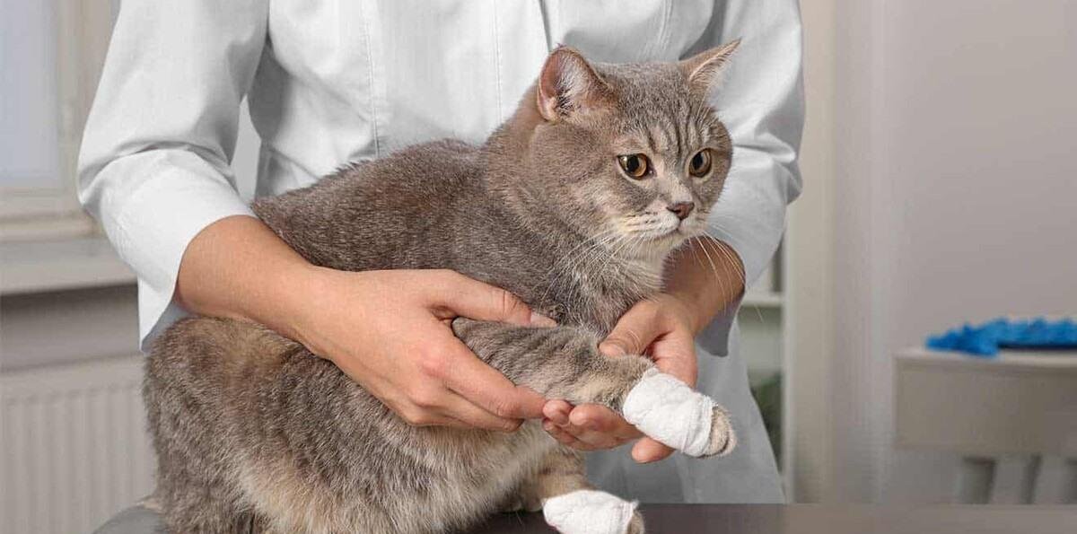 ¿Tienen los gatos domésticos las claves para entender el cáncer de mama humano?