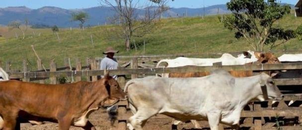 Las concesiones de la UE a sus agricultores para que apoyen el acuerdo con el Mercosur