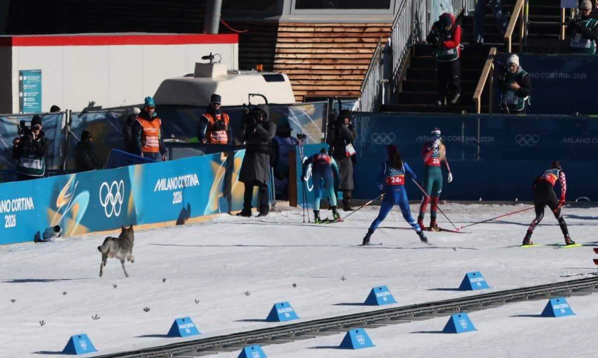 El perro que "compitió" en el esquí de fondo en los Juegos Olímpicos de Invierno